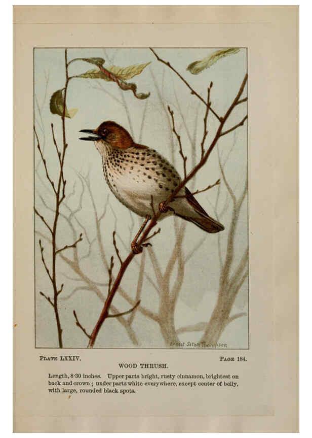 Reproducción/Reproduction 5977756671: Bird-life : a guide to the study of our common birds New York :Appleton,1900