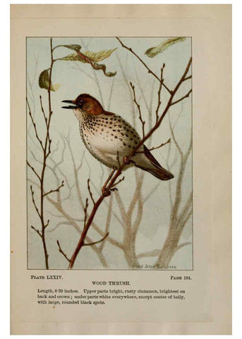 Reproducción/Reproduction 5977756671: Bird-life : a guide to the study of our common birds New York :Appleton,1900