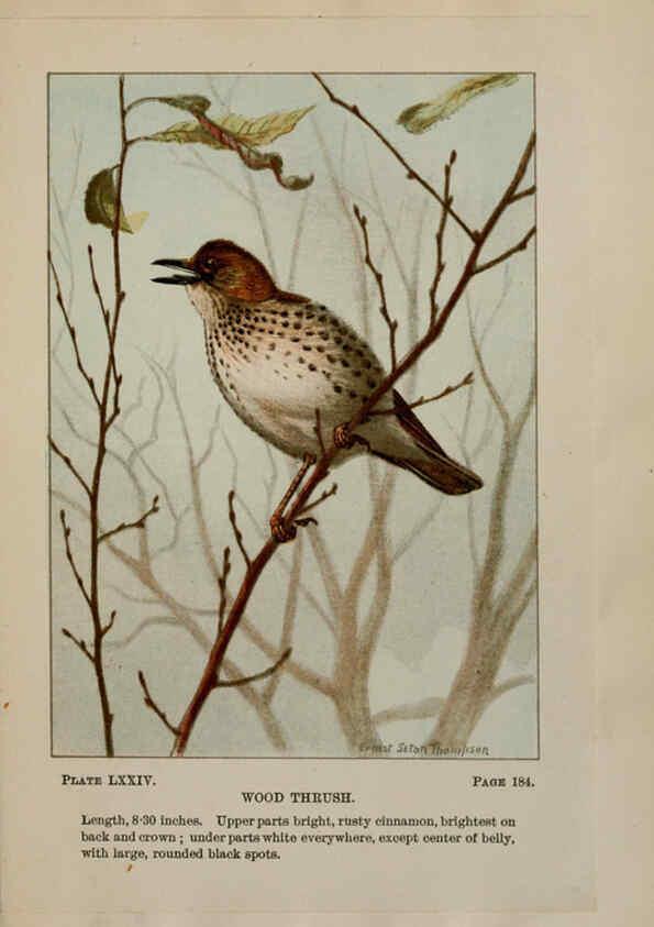 Reproducción/Reproduction 5977756671: Bird-life : a guide to the study of our common birds New York :Appleton,1900