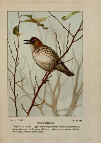 Reproducción/Reproduction 5977756671: Bird-life : a guide to the study of our common birds New York :Appleton,1900