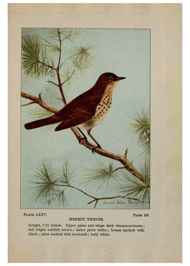 Reproducción/Reproduction 5978317094: Bird-life : a guide to the study of our common birds New York :Appleton,1900