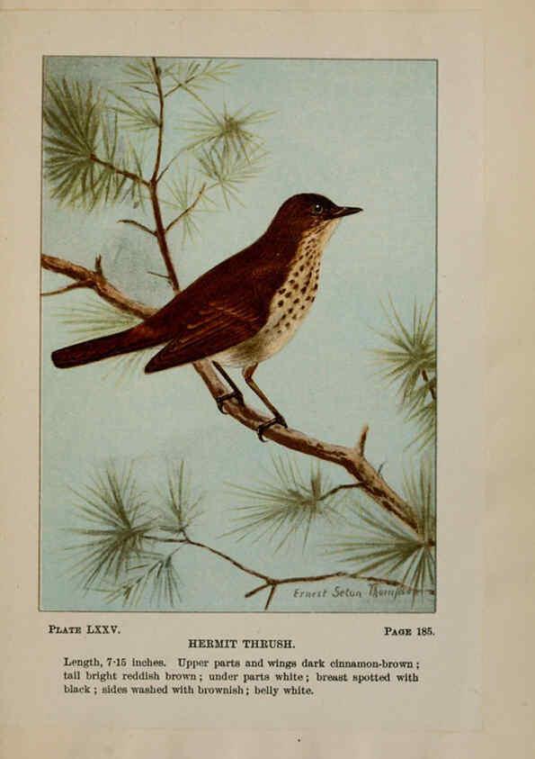 Reproducción/Reproduction 5978317094: Bird-life : a guide to the study of our common birds New York :Appleton,1900