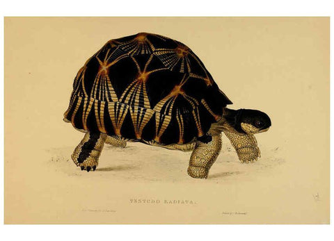 Reproducción/Reproduction 5978335512: Tortoises, terrapins, and turtles London, Paris, and Frankfort :H. Sotheran, J. Baer & co.,1872