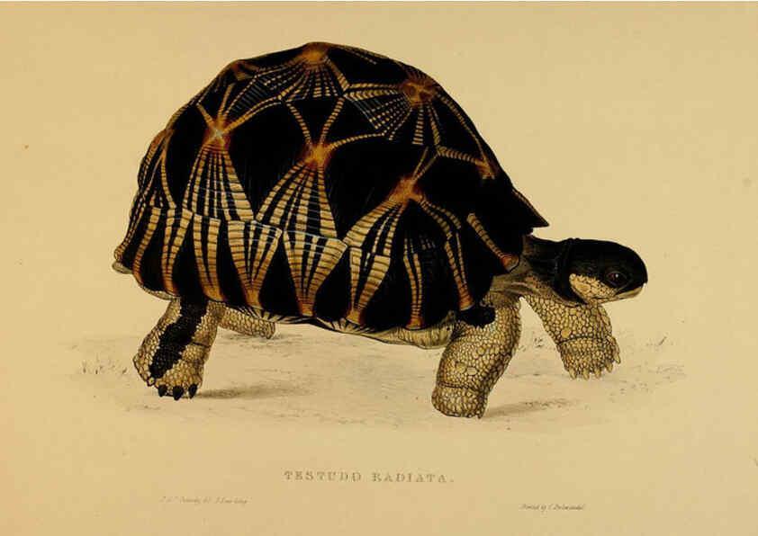 Reproducción/Reproduction 5978335512: Tortoises, terrapins, and turtles London, Paris, and Frankfort :H. Sotheran, J. Baer & co.,1872