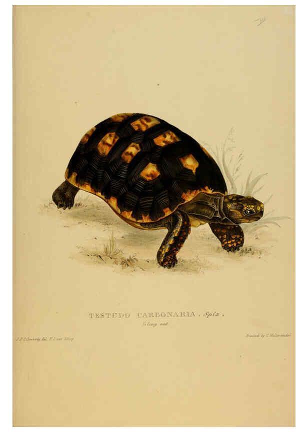 Reproducción/Reproduction 5978335762: Tortoises, terrapins, and turtles London, Paris, and Frankfort :H. Sotheran, J. Baer & co.,1872