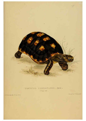 Reproducción/Reproduction 5978335762: Tortoises, terrapins, and turtles London, Paris, and Frankfort :H. Sotheran, J. Baer & co.,1872