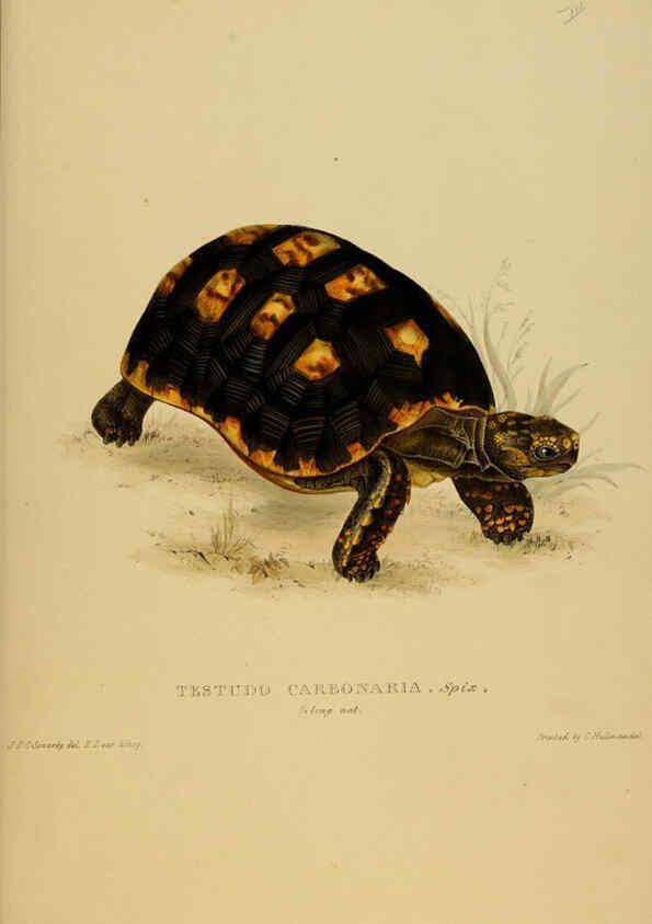 Reproducción/Reproduction 5978335762: Tortoises, terrapins, and turtles London, Paris, and Frankfort :H. Sotheran, J. Baer & co.,1872
