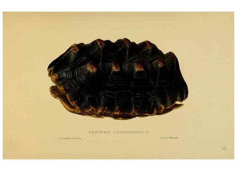 Reproducción/Reproduction 5978336230: Tortoises, terrapins, and turtles London, Paris, and Frankfort :H. Sotheran, J. Baer & co.,1872
