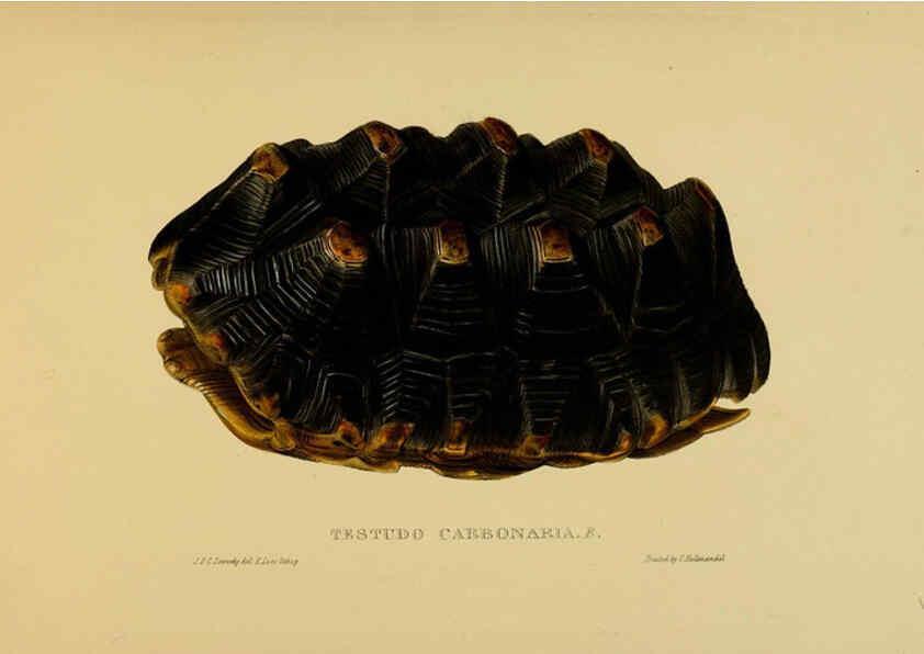 Reproducción/Reproduction 5978336230: Tortoises, terrapins, and turtles London, Paris, and Frankfort :H. Sotheran, J. Baer & co.,1872