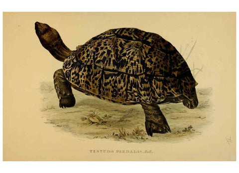 Reproducción/Reproduction 5977777835: Tortoises, terrapins, and turtles London, Paris, and Frankfort :H. Sotheran, J. Baer & co.,1872
