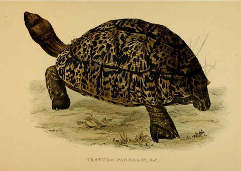 Reproducción/Reproduction 5977777835: Tortoises, terrapins, and turtles London, Paris, and Frankfort :H. Sotheran, J. Baer & co.,1872
