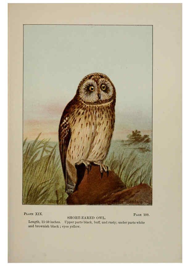 Reproducción/Reproduction 5978294904: Bird-life : a guide to the study of our common birds New York :Appleton,1900
