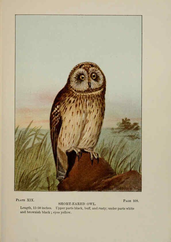 Reproducción/Reproduction 5978294904: Bird-life : a guide to the study of our common birds New York :Appleton,1900