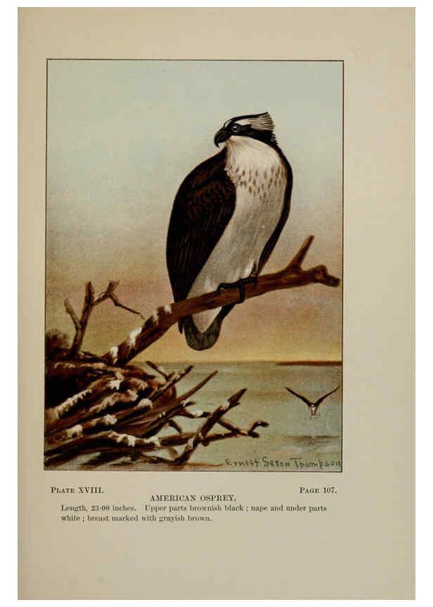 Reproducción/Reproduction 5978294490: Bird-life : a guide to the study of our common birds New York :Appleton,1900