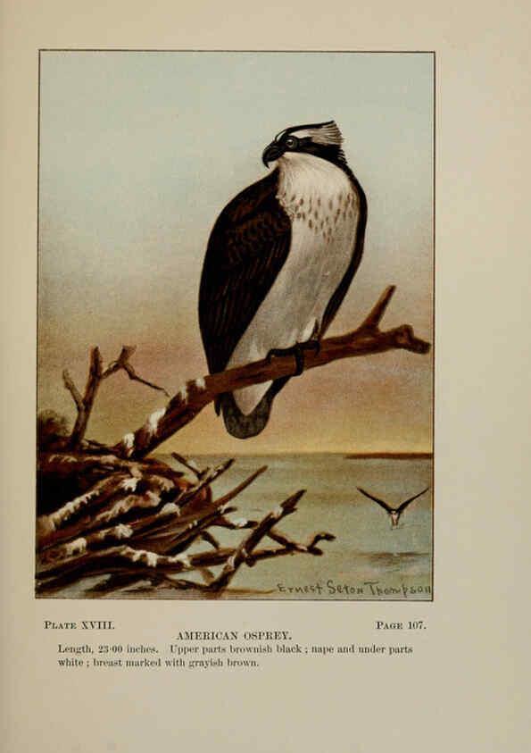 Reproducción/Reproduction 5978294490: Bird-life : a guide to the study of our common birds New York :Appleton,1900