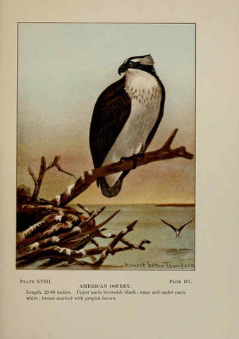 Reproducción/Reproduction 5978294490: Bird-life : a guide to the study of our common birds New York :Appleton,1900