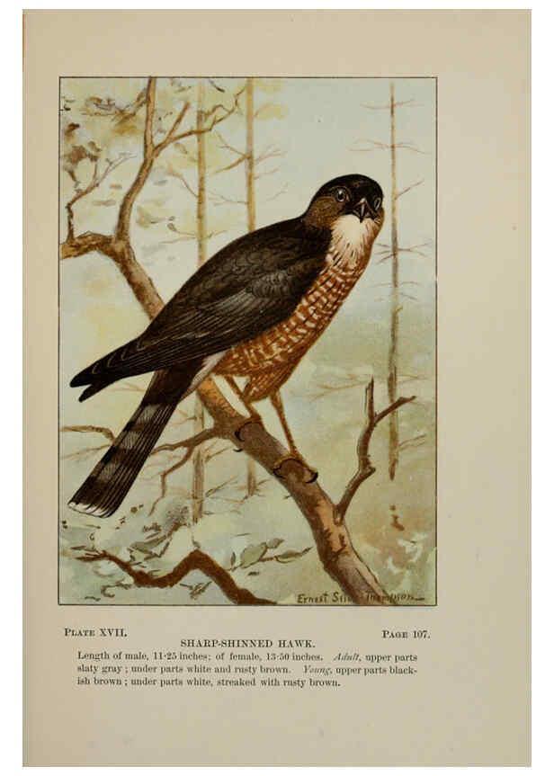 Reproducción/Reproduction 5978293832: Bird-life : a guide to the study of our common birds New York :Appleton,1900