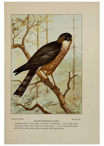 Reproducción/Reproduction 5978293832: Bird-life : a guide to the study of our common birds New York :Appleton,1900