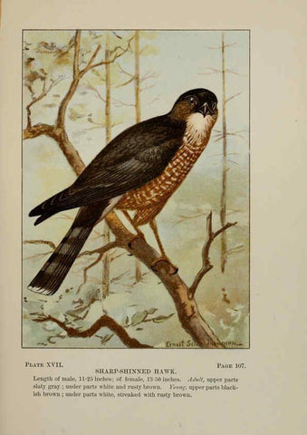 Reproducción/Reproduction 5978293832: Bird-life : a guide to the study of our common birds New York :Appleton,1900