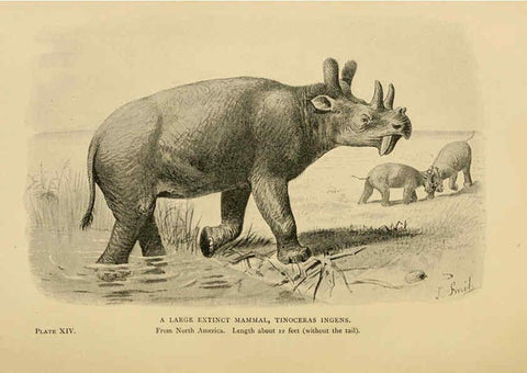 Reproducción/Reproduction 5977253367: Extinct monsters London :Chapman & Hall,1896