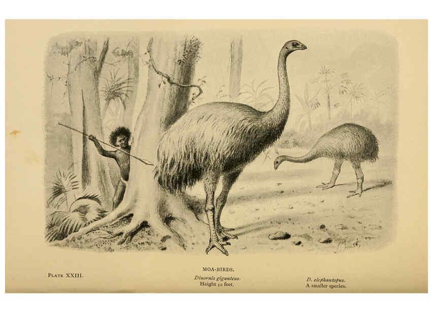 Reproducción/Reproduction 5977254935: Extinct monsters London :Chapman & Hall,1896