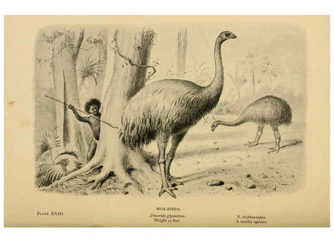Reproducción/Reproduction 5977254935: Extinct monsters London :Chapman & Hall,1896