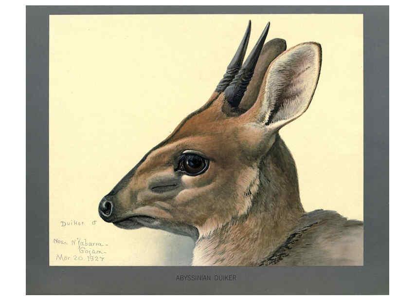 Reproducción/Reproduction 5978216412: Album of Abyssinian birds and mammals Chicago :Field Museum of Natural History,1930