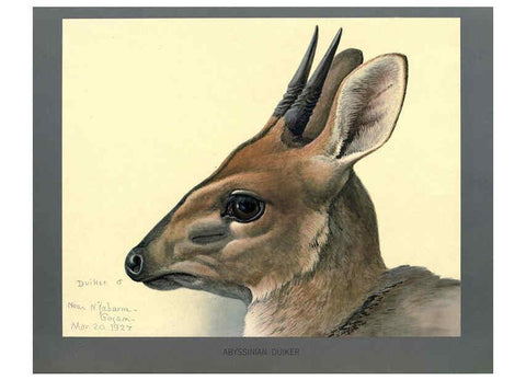 Reproducción/Reproduction 5978216412: Album of Abyssinian birds and mammals Chicago :Field Museum of Natural History,1930