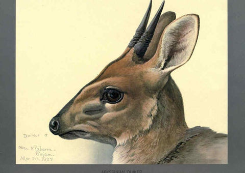 Reproducción/Reproduction 5978216412: Album of Abyssinian birds and mammals Chicago :Field Museum of Natural History,1930