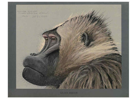 Reproducción/Reproduction 5978216710: Album of Abyssinian birds and mammals Chicago :Field Museum of Natural History,1930