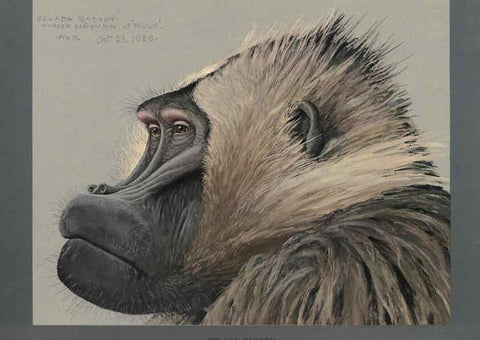 Reproducción/Reproduction 5978216710: Album of Abyssinian birds and mammals Chicago :Field Museum of Natural History,1930