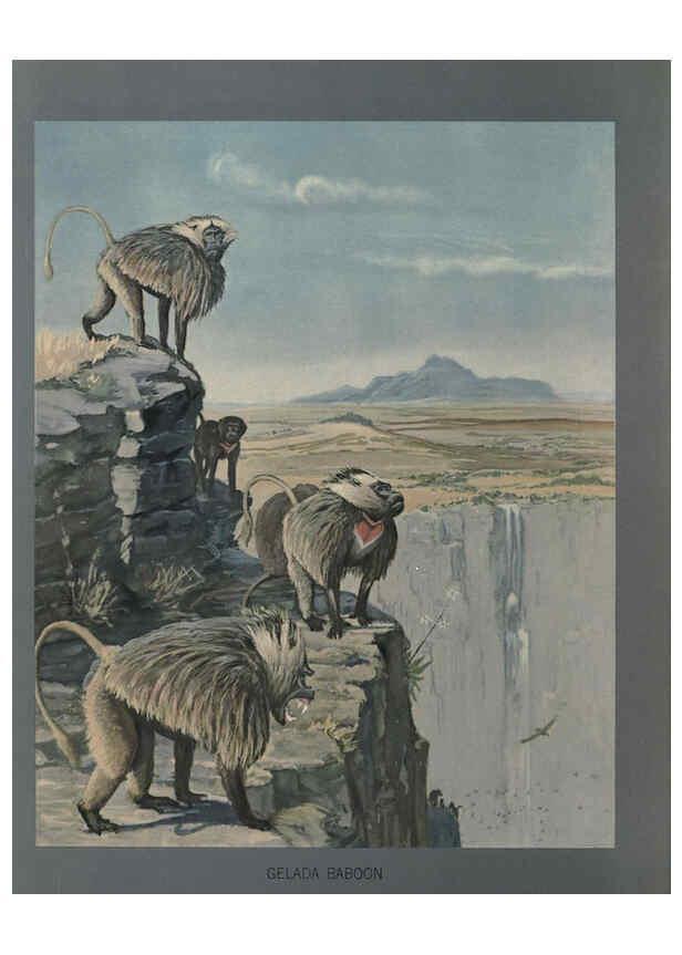 Reproducción/Reproduction 5977656327: Album of Abyssinian birds and mammals Chicago :Field Museum of Natural History,1930