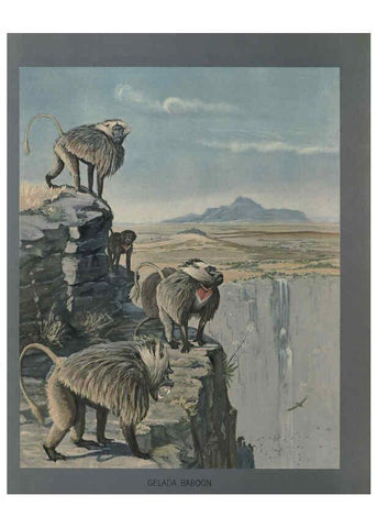 Reproducción/Reproduction 5977656327: Album of Abyssinian birds and mammals Chicago :Field Museum of Natural History,1930