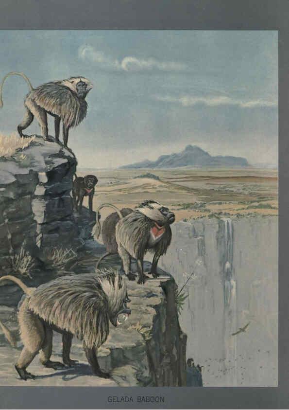 Reproducción/Reproduction 5977656327: Album of Abyssinian birds and mammals Chicago :Field Museum of Natural History,1930
