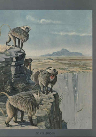 Reproducción/Reproduction 5977656327: Album of Abyssinian birds and mammals Chicago :Field Museum of Natural History,1930