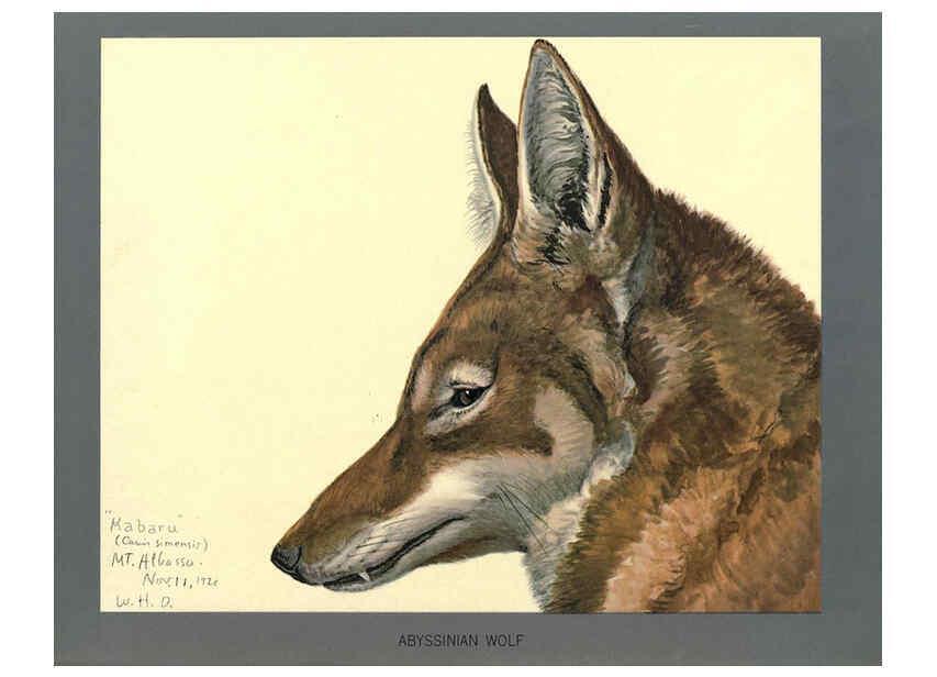 Reproducción/Reproduction 5977656651: Album of Abyssinian birds and mammals Chicago :Field Museum of Natural History,1930