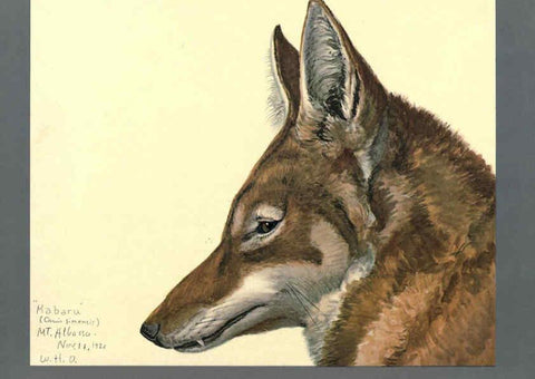 Reproducción/Reproduction 5977656651: Album of Abyssinian birds and mammals Chicago :Field Museum of Natural History,1930