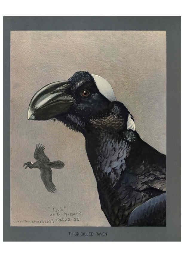 Reproducción/Reproduction 5977656989: Album of Abyssinian birds and mammals Chicago :Field Museum of Natural History,1930