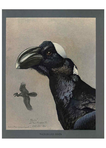 Reproducción/Reproduction 5977656989: Album of Abyssinian birds and mammals Chicago :Field Museum of Natural History,1930