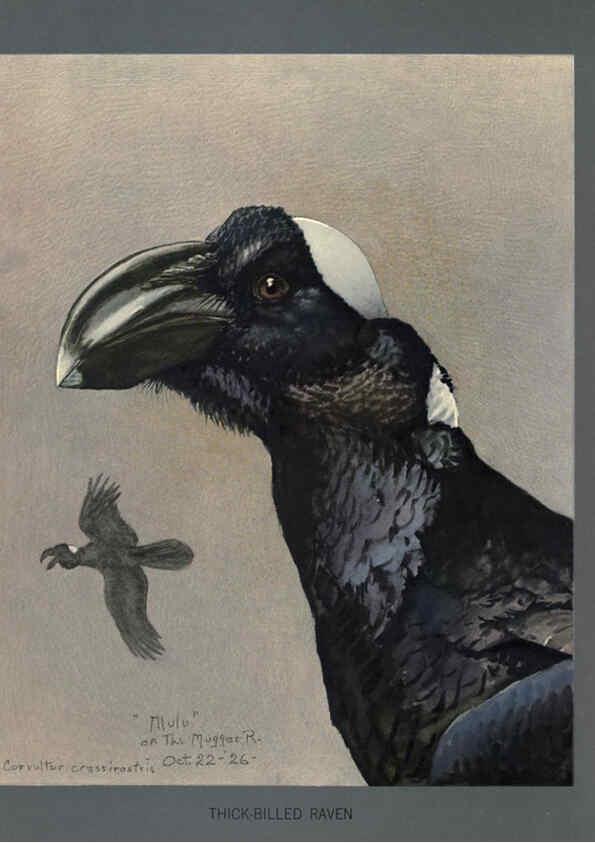 Reproducción/Reproduction 5977656989: Album of Abyssinian birds and mammals Chicago :Field Museum of Natural History,1930