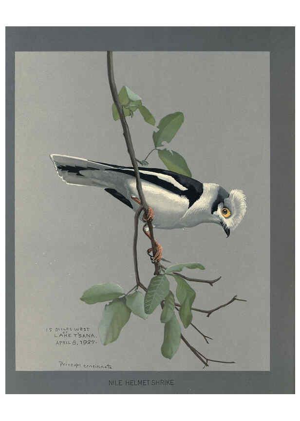 Reproducción/Reproduction 5978217942: Album of Abyssinian birds and mammals Chicago :Field Museum of Natural History,1930