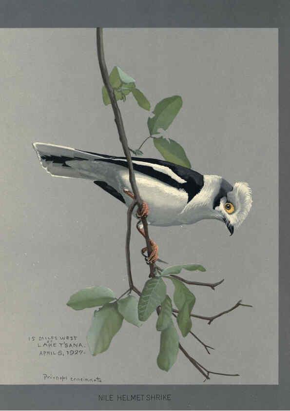 Reproducción/Reproduction 5978217942: Album of Abyssinian birds and mammals Chicago :Field Museum of Natural History,1930