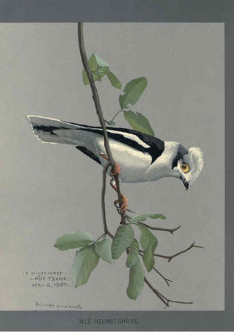 Reproducción/Reproduction 5978217942: Album of Abyssinian birds and mammals Chicago :Field Museum of Natural History,1930