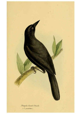 Reproducción/Reproduction 5977231885: A selection of the birds of Brazil and Mexico : the drawings London :H.G. Bohn,1841