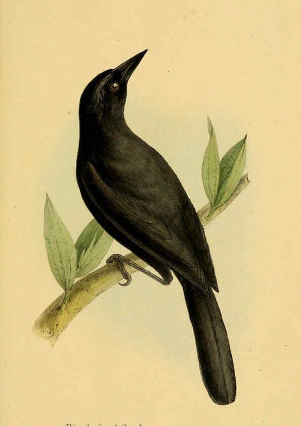 Reproducción/Reproduction 5977231885: A selection of the birds of Brazil and Mexico : the drawings London :H.G. Bohn,1841