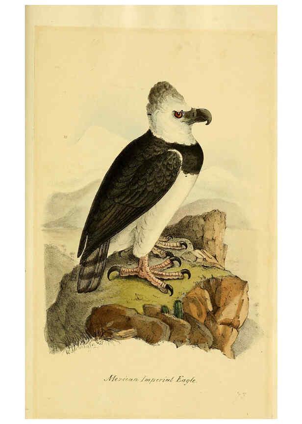 Reproducción/Reproduction 5977795350: A selection of the birds of Brazil and Mexico : the drawings London :H.G. Bohn,1841