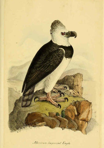 Reproducción/Reproduction 5977795350: A selection of the birds of Brazil and Mexico : the drawings London :H.G. Bohn,1841