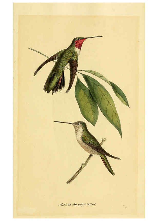 Reproducción/Reproduction 5977795606: A selection of the birds of Brazil and Mexico : the drawings London :H.G. Bohn,1841