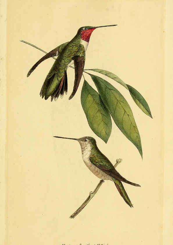Reproducción/Reproduction 5977795606: A selection of the birds of Brazil and Mexico : the drawings London :H.G. Bohn,1841