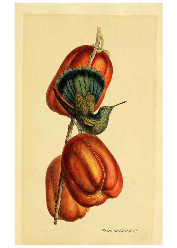 Reproducción/Reproduction 5977795782: A selection of the birds of Brazil and Mexico : the drawings London :H.G. Bohn,1841